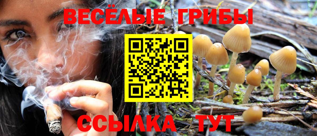 Псилоцибиновые грибы Psilocybine cubensis Лабинск
