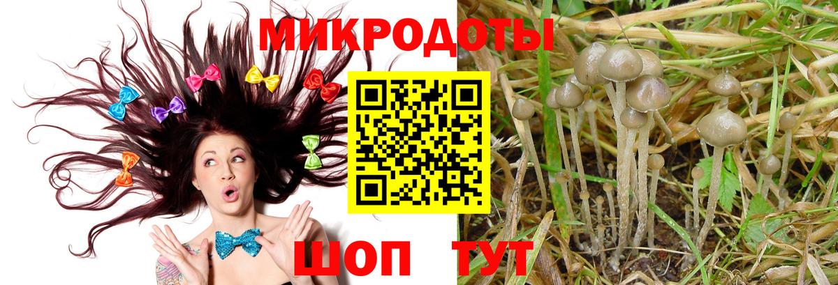 Псилоцибиновые грибы Cubensis  Вход с VPN  Лабинск 